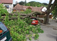 Kwikfynd Tree Cutting Services
benolong