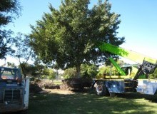 Kwikfynd Tree Management Services
benolong