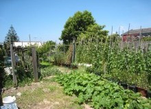Kwikfynd Vegetable Gardens
benolong